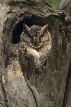 scops owl